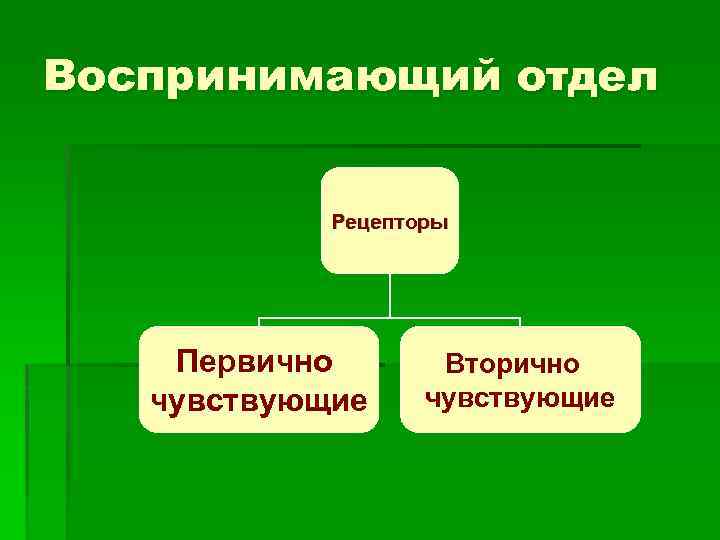Воспринимающий отдел Рецепторы Первично чувствующие Вторично чувствующие 