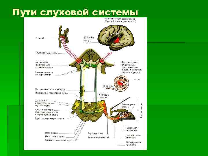 Пути слуховой системы 
