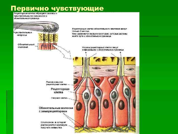 Первично чувствующие 