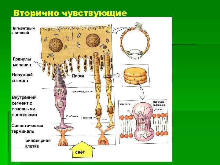 Вторично чувствующие 