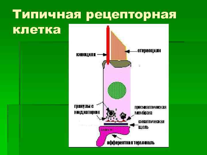 Типичная рецепторная клетка 