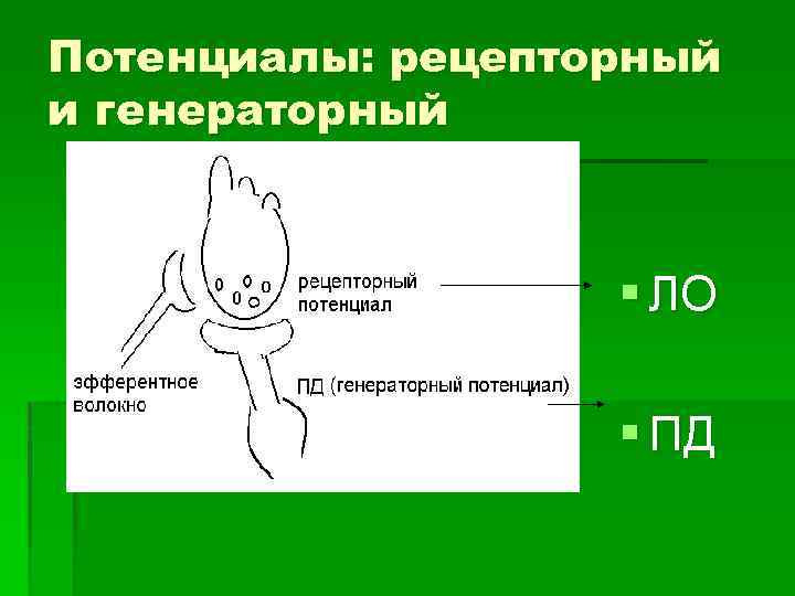 Потенциалы: рецепторный и генераторный § ЛО § ПД 