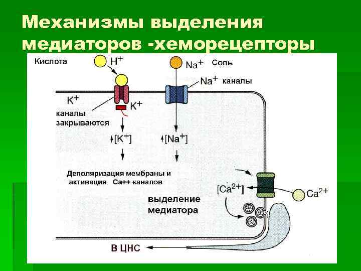 Механизмы выделения медиаторов -хеморецепторы 