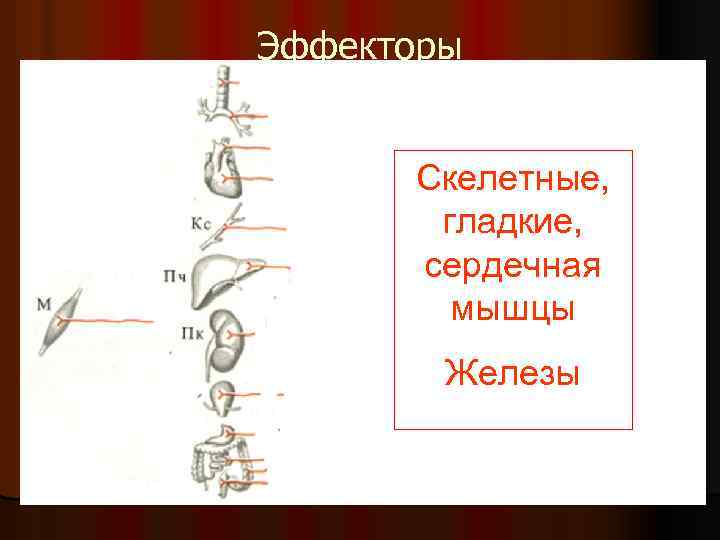 Эффекторы Скелетные, гладкие, сердечная мышцы Железы 