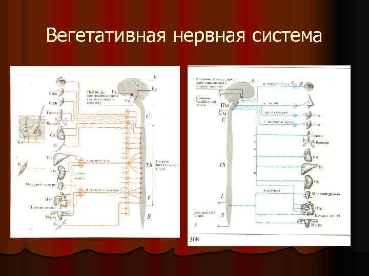 Вегетативная нервная система 