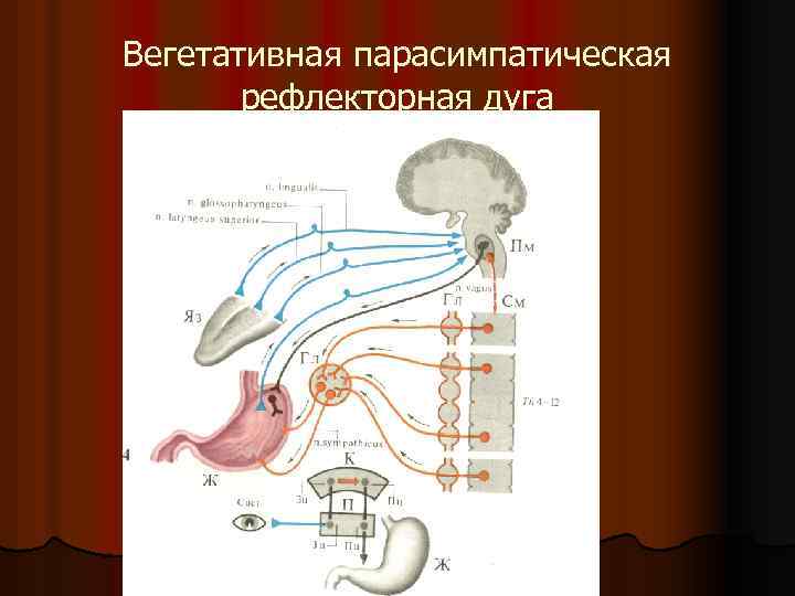 Вегетативная парасимпатическая рефлекторная дуга 