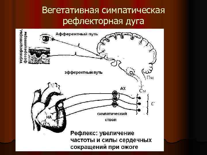 Вегетативная симпатическая рефлекторная дуга 