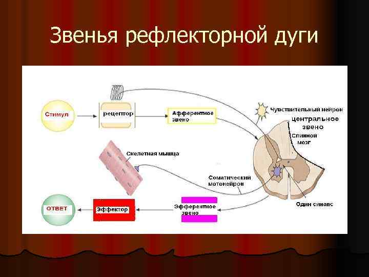 Звенья рефлекторной дуги 