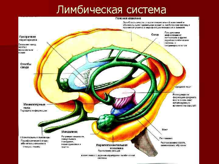 Лимбическая система 