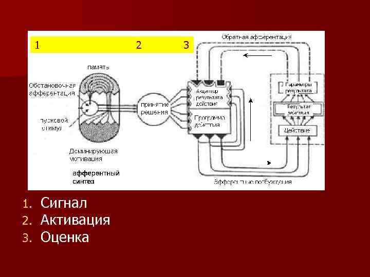 1 1. 2. 3. 2 Сигнал Активация Оценка 3 