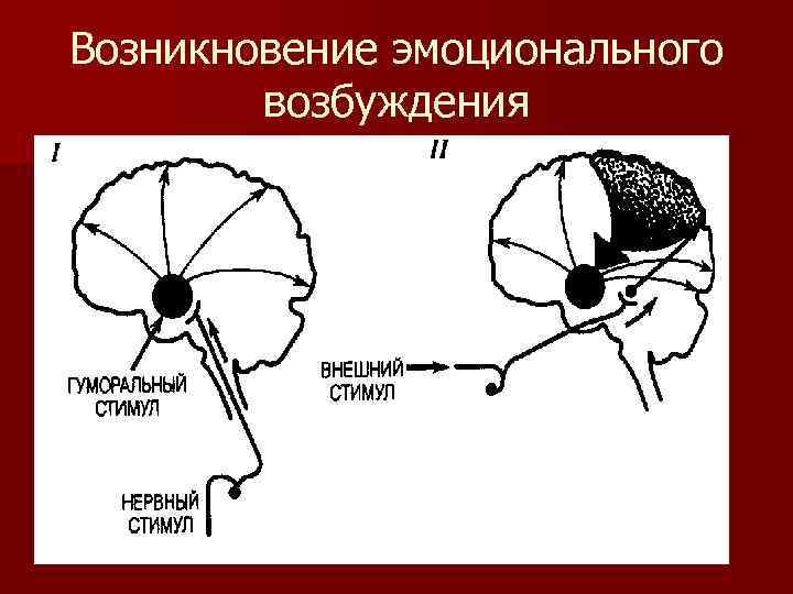 Возникновение эмоционального возбуждения 