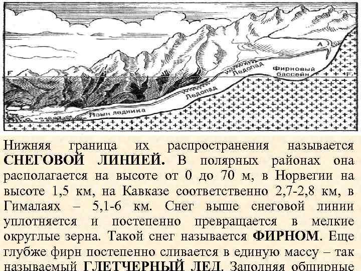 Нижняя граница их распространения называется СНЕГОВОЙ ЛИНИЕЙ. В полярных районах она располагается на высоте