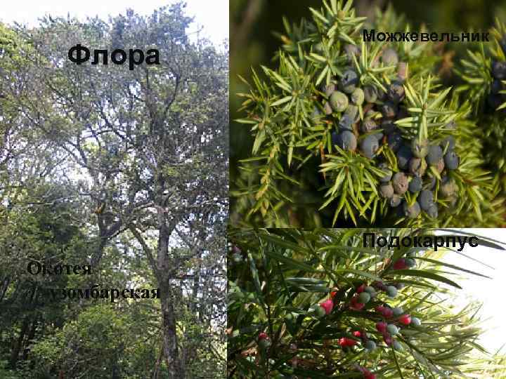 Флора Можжевельник Подокарпус Окотея узомбарская 