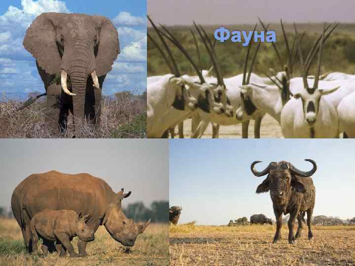 Фауна 