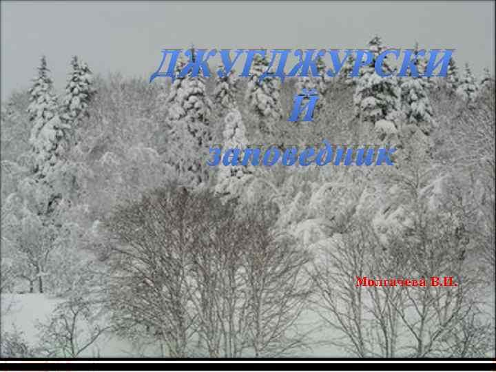 ДЖУГДЖУРСКИ Й ЗАПОВЕДНИК Молгачева В. И. 