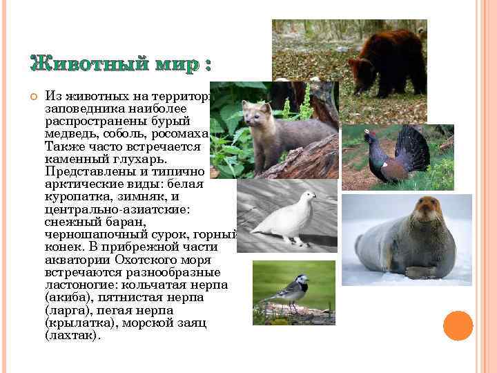 Животный мир : Из животных на территории заповедника наиболее распространены бурый медведь, соболь, росомаха.