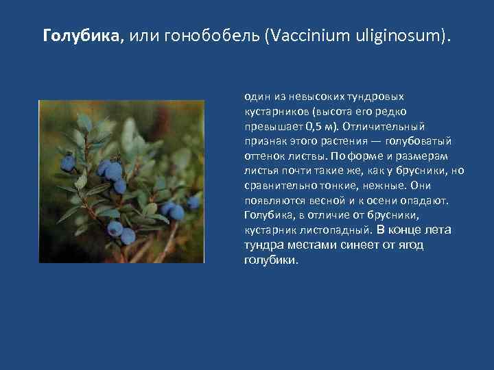 Голубика, или гонобобель (Vaccinium uliginosum). один из невысоких тундровых кустарников (высота его редко превышает