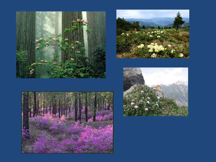 Видеоурок растительные сообщества 7 класс. Растительные сообщества и их разнообразие. Понятие о растительных сообществах. Растительные сообщества в горах. Растительные сообщества картинки.