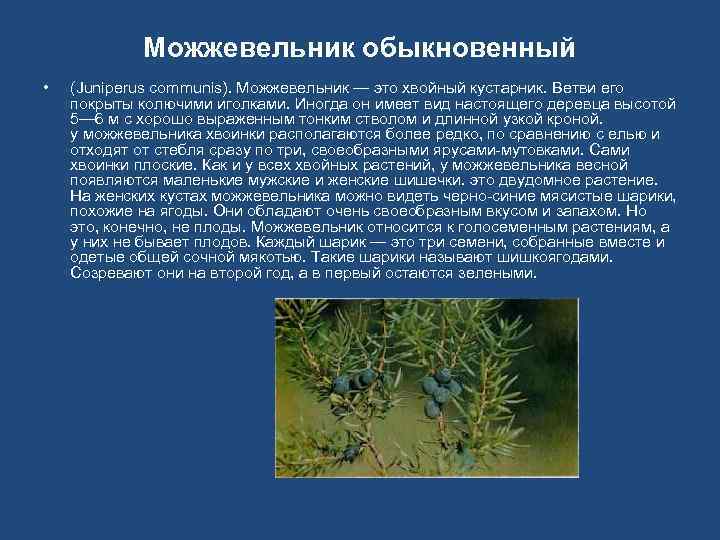 Можжевельник обыкновенный • (Juniperus communis). Можжевельник — это хвойный кустарник. Ветви его покрыты колючими
