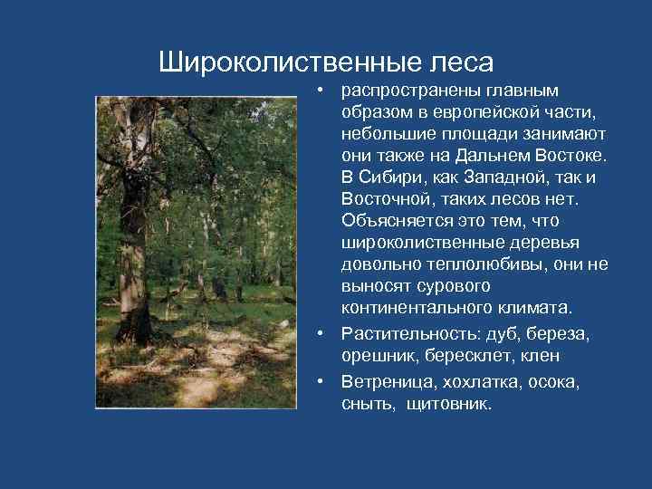 Широколиственные леса • распространены главным образом в европейской части, небольшие площади занимают они также