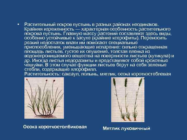 • Растительный покров пустынь в разных районах неодинаков. Крайняя изреженность — характерная особенность