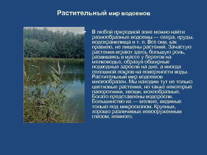 Растительный мир водоемов • В любой природной зоне можно найти разнообразные водоемы — озера,