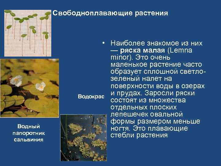 Свободноплавающие растения Водный папоротник сальвиния • Наиболее знакомое из них — ряска малая (Lemna