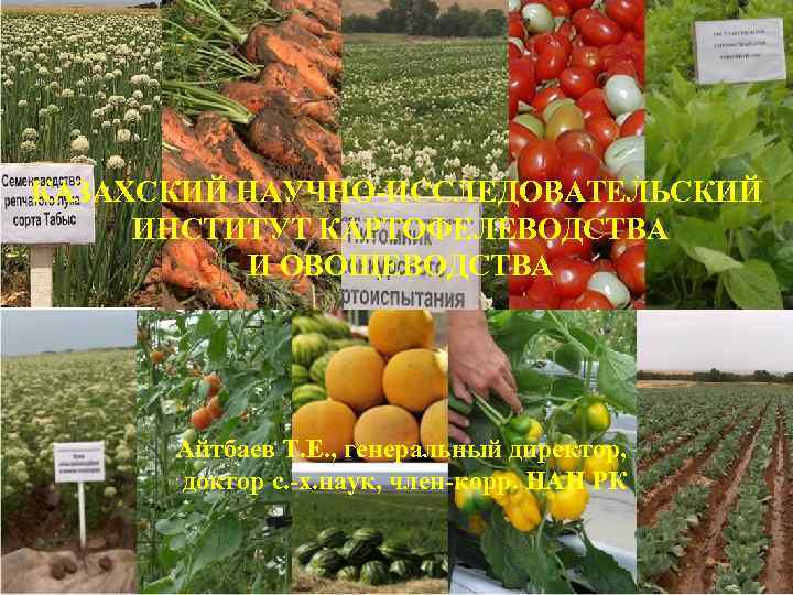 КАЗАХСКИЙ НАУЧНО-ИССЛЕДОВАТЕЛЬСКИЙ ИНСТИТУТ КАРТОФЕЛЕВОДСТВА И ОВОЩЕВОДСТВА Айтбаев Т. Е. , генеральный директор, доктор с.