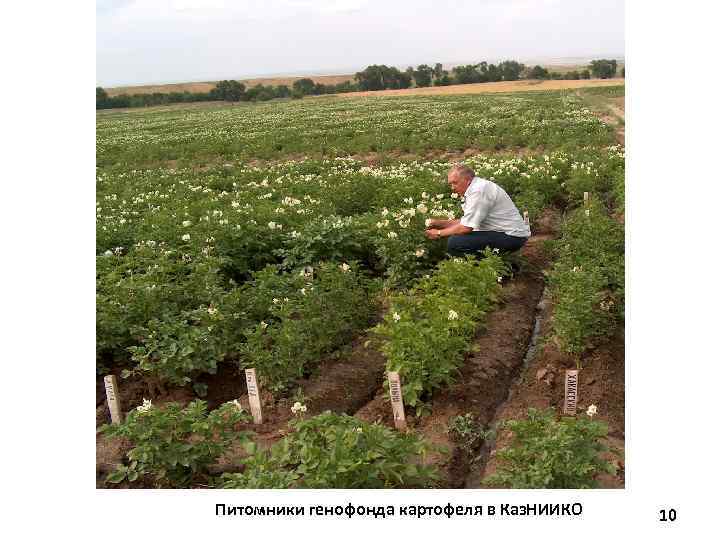Питомники генофонда картофеля в Каз. НИИКО 10 