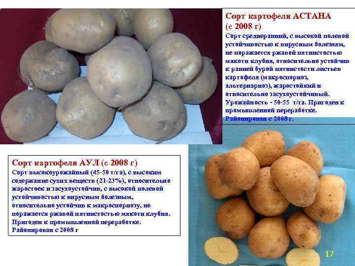 Сорт картофеля АСТАНА (с 2008 г) Сорт среднеранний, с высокой полевой устойчивостью к вирусным