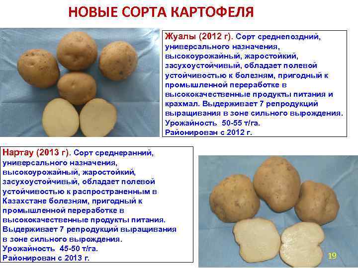 НОВЫЕ СОРТА КАРТОФЕЛЯ Жуалы (2012 г). Сорт среднепоздний, универсального назначения, высокоурожайный, жаростойкий, засухоустойчивый, обладает