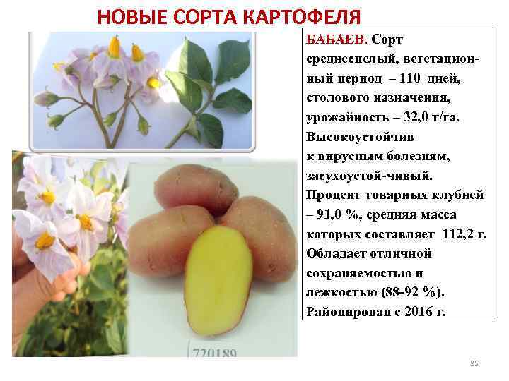 НОВЫЕ СОРТА КАРТОФЕЛЯ БАБАЕВ. Сорт среднеспелый, вегетационный период – 110 дней, столового назначения, урожайность