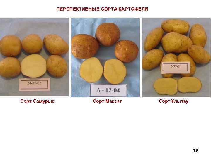 ПЕРСПЕКТИВНЫЕ СОРТА КАРТОФЕЛЯ Сорт Самұрық Сорт Мақсат Сорт Ұлытау 26 