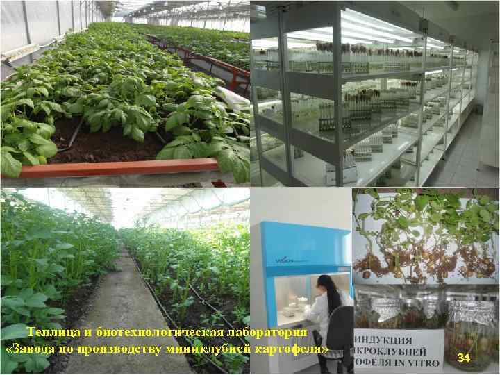Теплица и биотехнологическая лаборатория «Завода по производству миниклубней картофеля» 34 