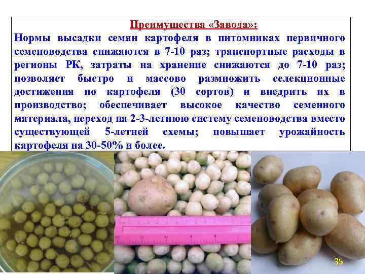Преимущества «Завода» : Нормы высадки семян картофеля в питомниках первичного семеноводства снижаются в 7