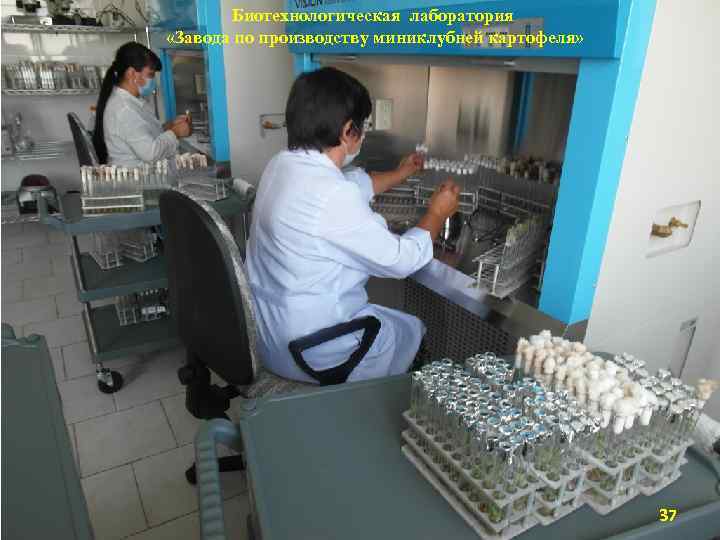 Биотехнологическая лаборатория «Завода по производству миниклубней картофеля» 37 