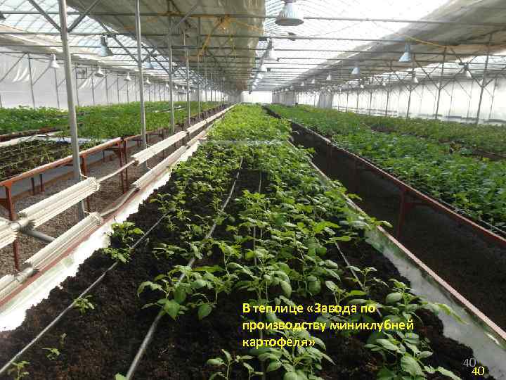 В теплице «Завода по производству миниклубней картофеля» 40 40 