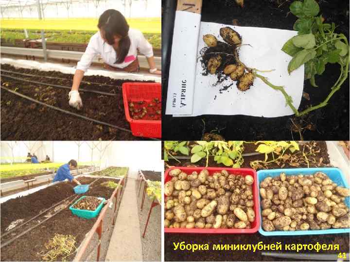 Уборка миниклубней картофеля 41 