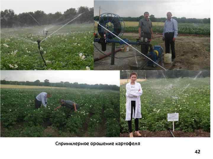 Спринклерное орошение картофеля 42 