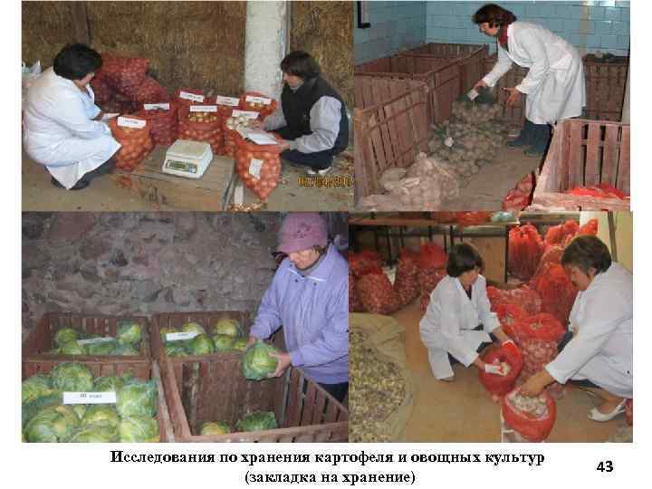 Исследования по хранения картофеля и овощных культур (закладка на хранение) 43 