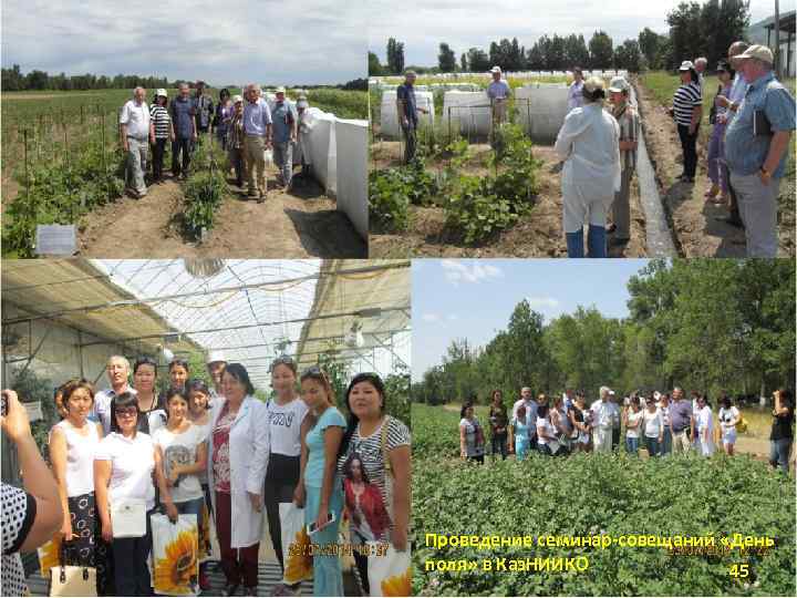 Проведение семинар-совещаний «День поля» в Каз. НИИКО 45 