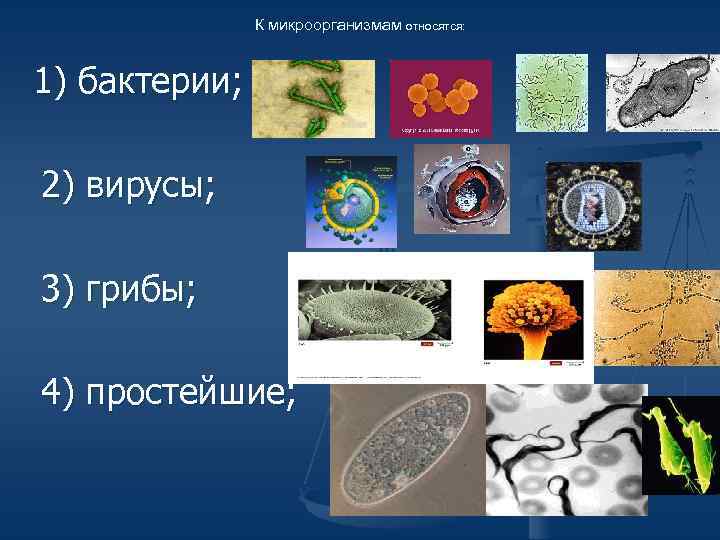 Бактерии вирусы грибы.