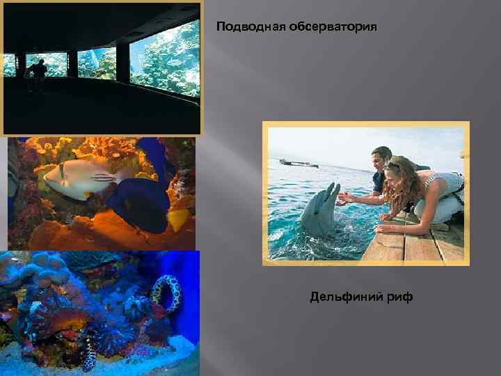 Подводная обсерватория Дельфиний риф 