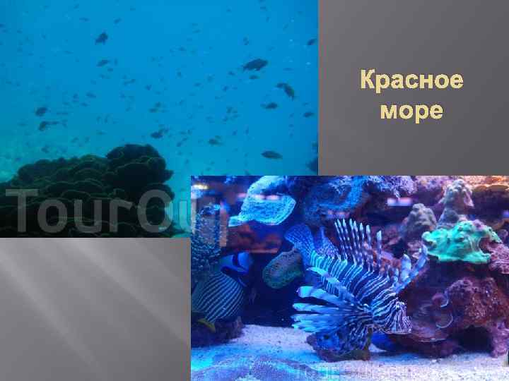 Красное море 