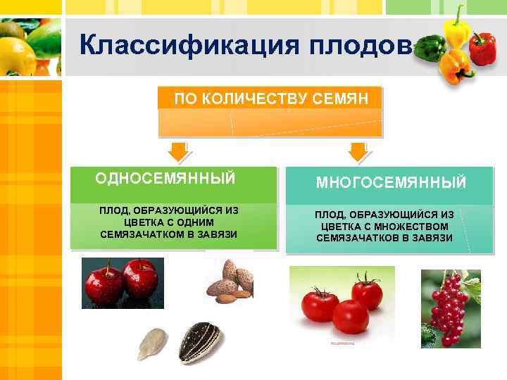 Классификация плодов ПО КОЛИЧЕСТВУ СЕМЯН ОДНОСЕМЯННЫЙ ПЛОД, ОБРАЗУЮЩИЙСЯ ИЗ ЦВЕТКА С ОДНИМ СЕМЯЗАЧАТКОМ В
