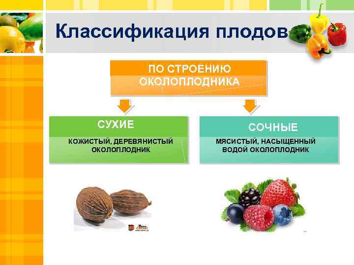 Классификация плодов ПО СТРОЕНИЮ ОКОЛОПЛОДНИКА СУХИЕ КОЖИСТЫЙ, ДЕРЕВЯНИСТЫЙ ОКОЛОПЛОДНИК СОЧНЫЕ МЯСИСТЫЙ, НАСЫЩЕННЫЙ ПРОСТОЙ ПЛОД,