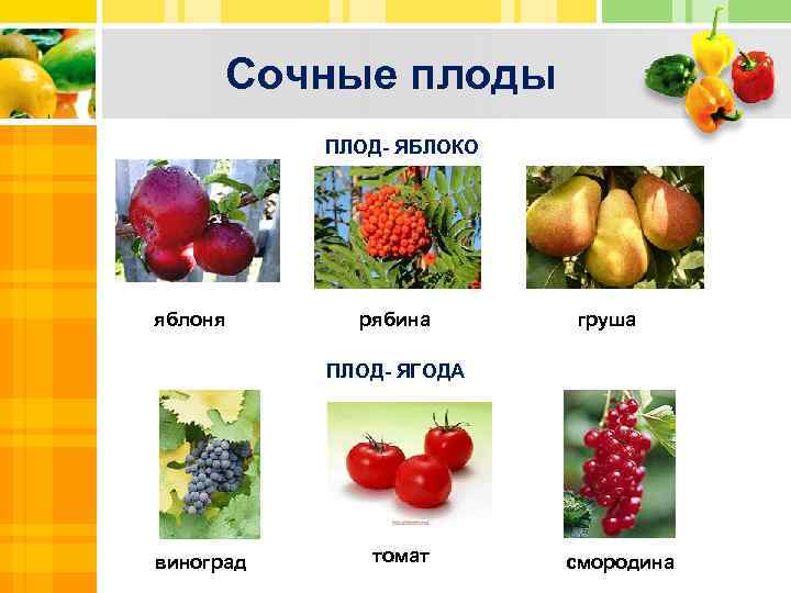 Сочные плоды ПЛОД- ЯБЛОКО Text яблоня рябина ПЛОД- ЯГОДА груша Txt Text виноград томат