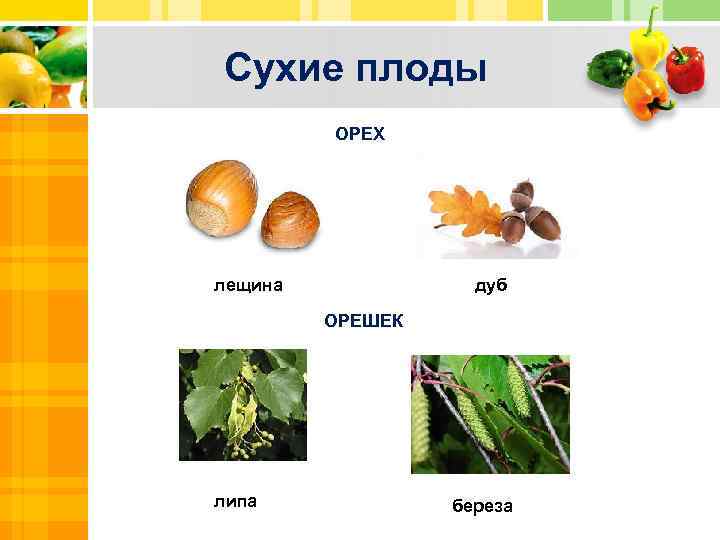 Сухие плоды ОРЕХ Text лещина дуб ОРЕШЕК Txt Text липа береза 