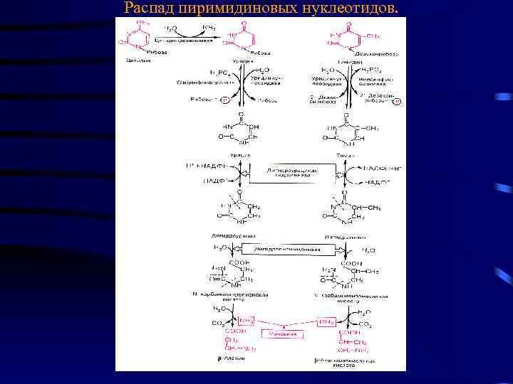 Распад пиримидиновых нуклеотидов. 