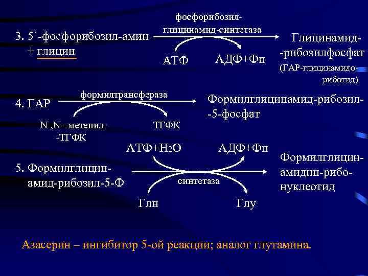 фосфорибозилглицинамид-синтетаза 3. 5`-фосфорибозил-амин + глицин 4. ГАР АТФ формилтрансфераза N , N –метенил-ТГФК АТФ+Н